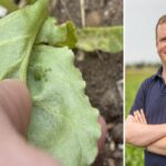 Camouflage, scents and genetics – how science can help farmers defeat crop virus