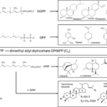Characterising terpenic plant resins, wood tars and pitches in heritage science: analytical methods and applications