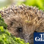 Exercise and brain function, hedgehog hearing, and can AI change our minds? – podcast | Science