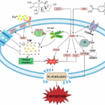 Gallic acid antagonizes deoxynivalenol toxicity by inhibiting DON-induced ferroptosis