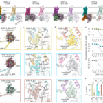The dynamic basis of G-protein recognition and activation by a GPCR