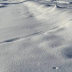 Alaska Science Forum: Marten visits are a glimpse into mystery