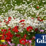 Country diary: A wildflower display of astonishing richness | Wild flowers