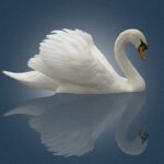 Why the Swan Motif Is Fashion & Design’s Latest Obsession in 2026