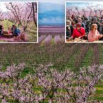 Thousands flock to Greece’s breathtaking peach blossoms: ‘Never seen anything like this before’