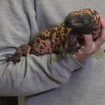 EXPLORING THE CALDWELL ZOO: Real-life superhero lizard helping science, delighting visitors