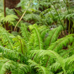 Scientists uncover two million ancient DNA switches controlling plant genes