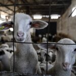 Sheep culls put pressure on Greek feta cheese production