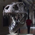 Science City debuts “Jurassic Journey” exhibit at Union Station