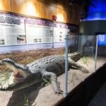 How university partnership revived Lafayette Science Museum | Louisiana Inspired