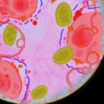 A biology student’s stance on oversimplified science | Opinion