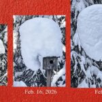 Alaska writer buckling under pressure | Alaska Science Forum