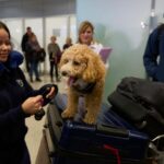 Greece Mideast Pet Evacuation | World