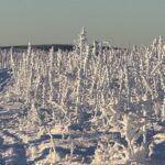 Time to hit the trail westward | Alaska Science Forum