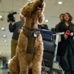 Greece launches an animal airlift to evacuate pets and their owners from the Mideast | International