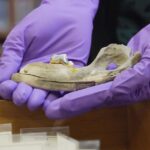 Ancient DNA helps scientists understand dog origins