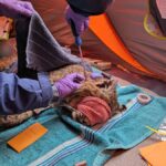 Why Oregon scientists are tracking bobcats to save fishers