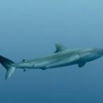 Molecular technology reveals that shark meat is being sold as corvina in Ecuador | Science