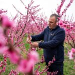 Thousands flock to Greece’s peach blossoms :: WRAL.com