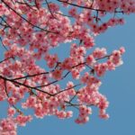 People Are Swarming Greece Over Stunning Peach Blossoms but There Are 4 U.S. Spots Where You Can Capture the Same Beauty