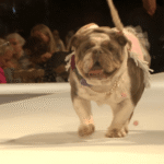 Fashion, philanthropy and furry friends take over Mar-a-Lago for dog fundraiser
