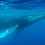 The ocean’s original chart-topper: scientists discover the oldest whale song recorded, from 1949