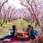 Thousands flock to see Greece’s annual ‘pink veil’ of peach blossoms