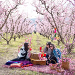 A pink veil across the fields: Thousands flock to see Greece’s peach blossoms | News, Sports, Jobs