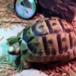 Greek tortoise Care