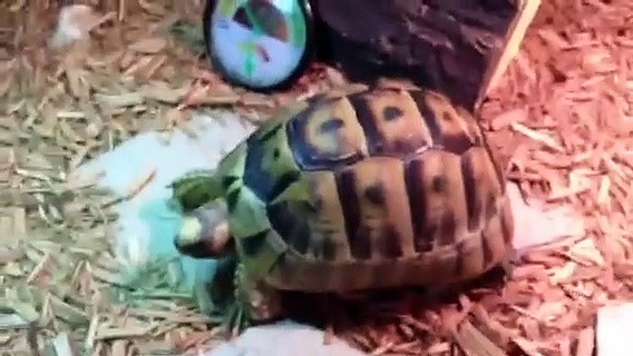 Greek tortoise Care
