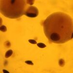 Rob Stadler on the “Low Confidence” Science of Darwinism