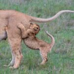 14 silly, never-before-seen images from the Comedy Wildlife Photography Awards