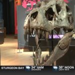 New ‘Prehistoric Wisconsin’ exhibit features items from the former Weis Earth Science Museum