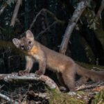 Once Thought Extinct, Scientists Are Revealing the Secrets of This Elusive and “Adorable” Mammal