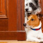 Dogs act like toddlers when trying to help humans