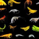 Scientists Just Discovered an Amazing New Superfamily of Creatures Deep in the Ocean – Mother Jones