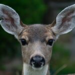 The surprising science behind why daylight saving time is good for wildlife