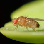 It Turns Out Disorder Is Functionally Important