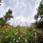 Greece Weather Monday: Mostly Fair with Dust and Breezy Seas