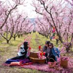 Why thousands of people travel to Greece every spring for peach blossoms