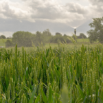 Green Horizons: plant science careers for a food-secure future