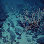 Scientists find vulnerable deep-sea ecosystem on Lord Howe Rise