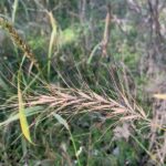 Native plants deployed by volunteer scientists in fight against buckthorn