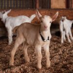 what to do on Oʻahu this weekend