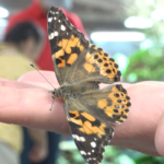 Science Spectrum’s Butterfly Alive Exhibit returns for third year
