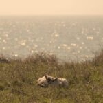 Croatian documentary “Koze!” selected for Movies that Matter competition