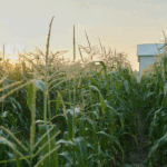 Maize mysteries: FSU scientists uncover new information on how DNA works in maize