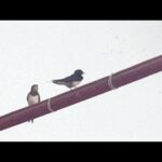 swallows in greece