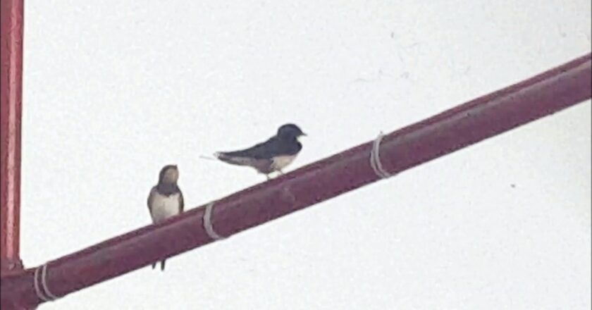 swallows in greece