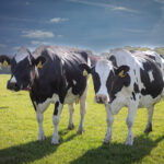 Foot and Mouth Disease spreads in Greece